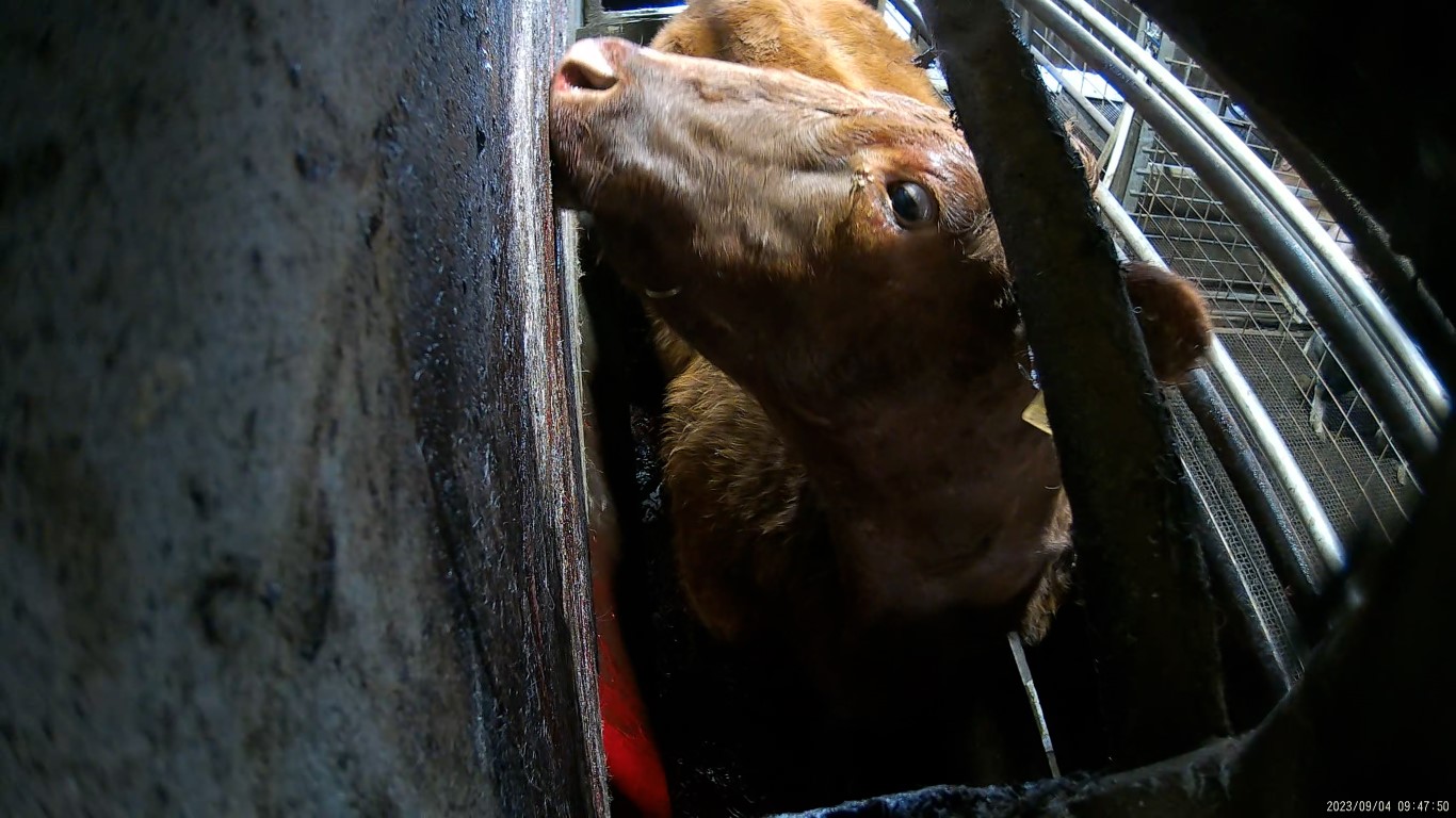 More footage shows animal cruelty and dangerous conditions at Stowport